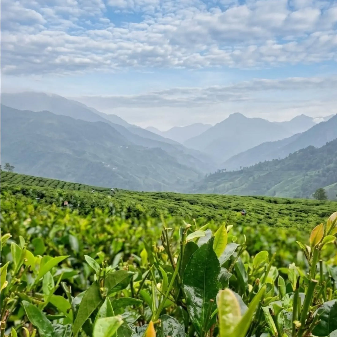 Himalayan Tea from Nepal: Why High-Altitude Tea Is So Special