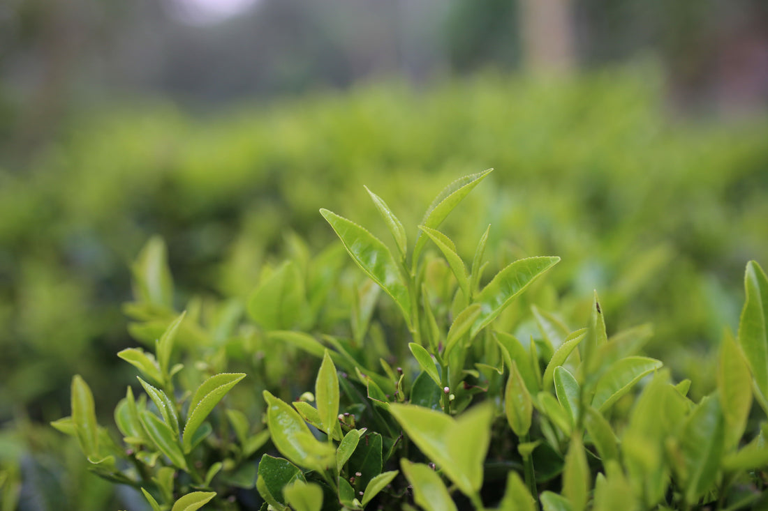 All Tea Comes From The Same Tea Leaf
