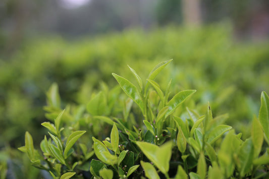 All Tea Comes From The Same Tea Leaf