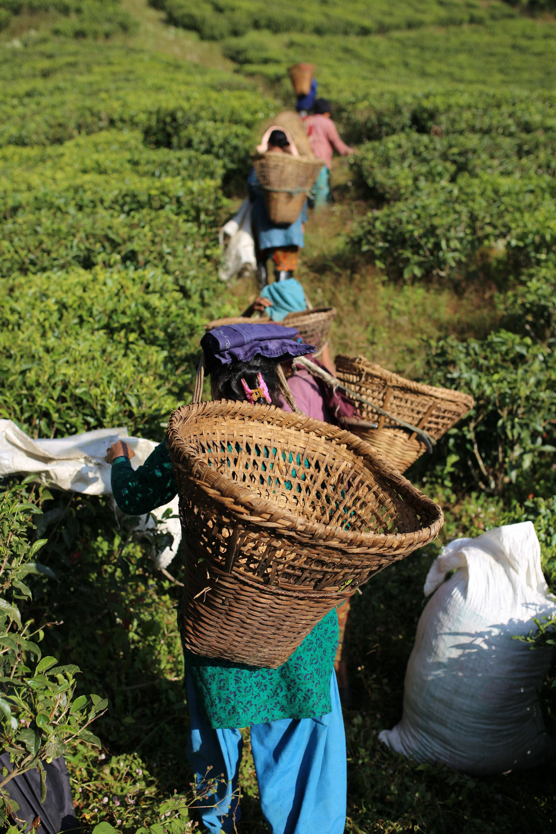 Nepal Tea: Quality from the Himalaya