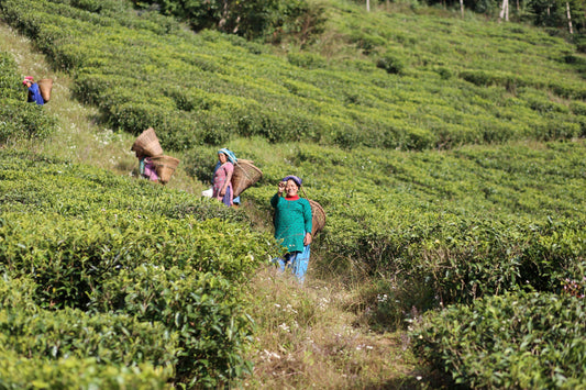 Himalayan Tea: Nepal Tea