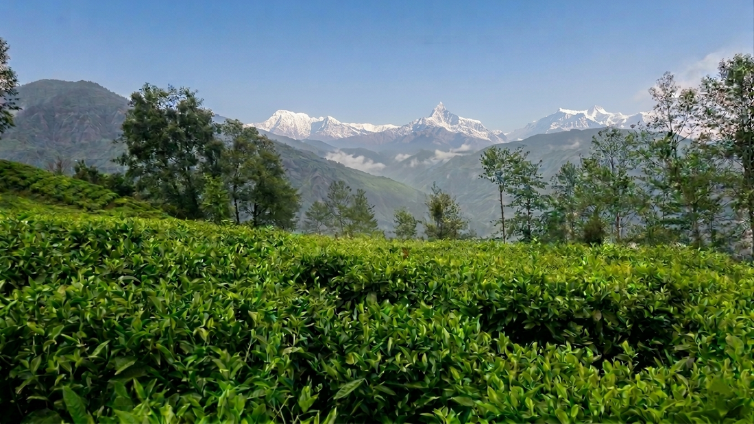 The Story Behind Tea from the Himalayas