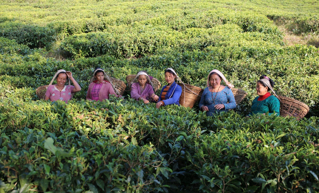 Buy Nepal Tea Directly From Nepal: Fresh Himalayan Tea Delivered Worldwide