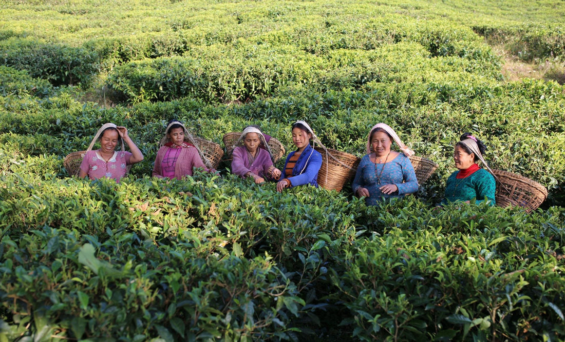 Tea Himalayan | Buy Nepal Tea Online