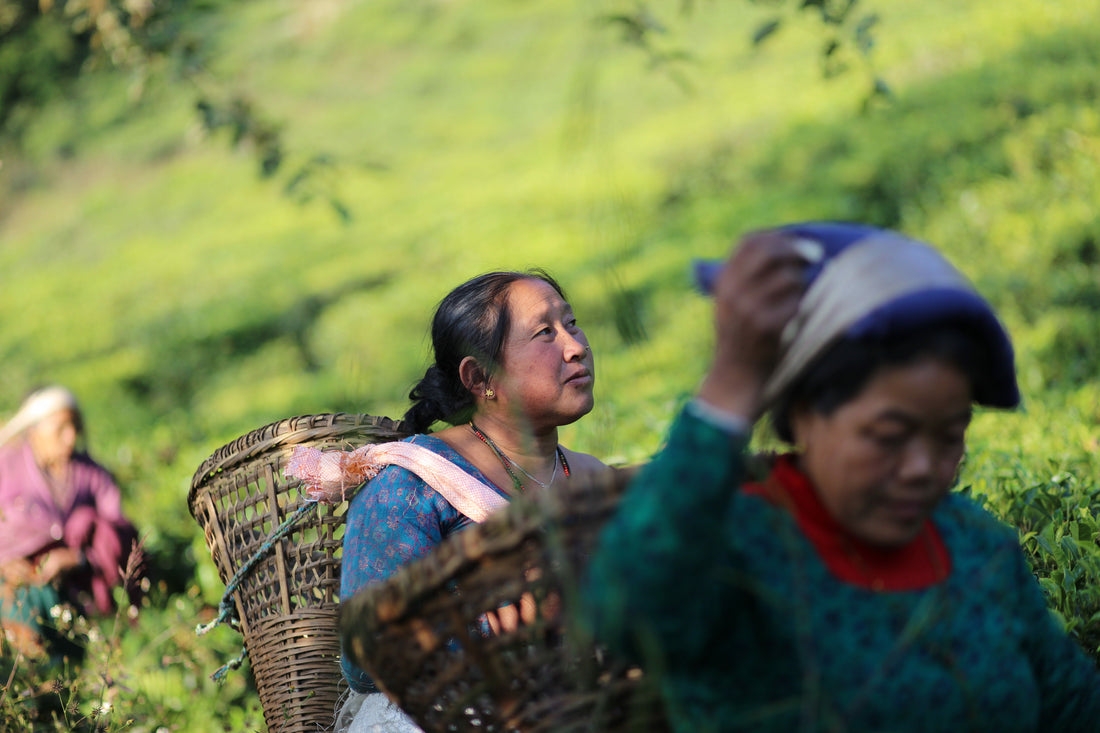Himalaya Tea