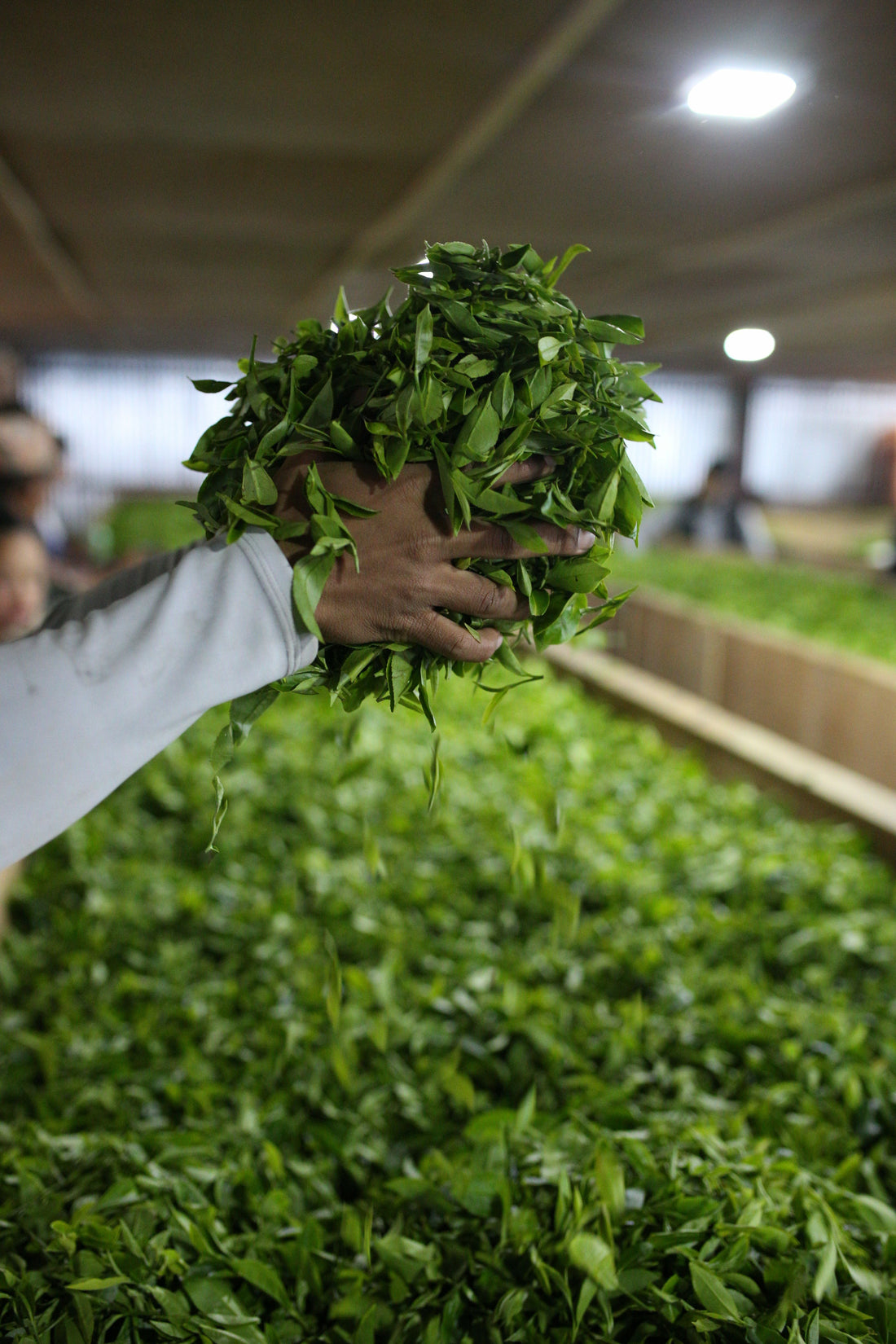 Premium Himalayan Tea from Nepal