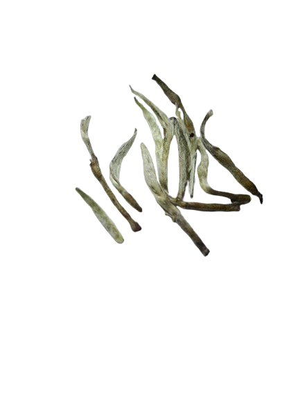 Silver Needle Tea