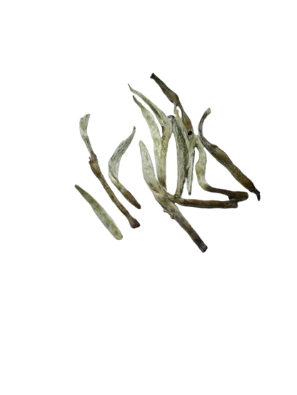 Silver Needle Tea