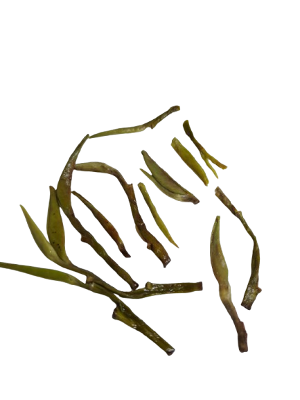 Silver Needle Tea