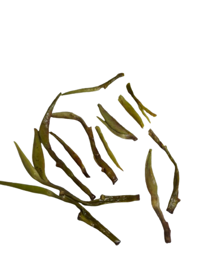 Silver Needle Tea